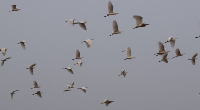 बदलते मौसम में देखिए पक्षी का मनमोहक कलरव