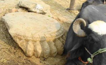 अपसढ़ में मिला था तक्षशिला के समकालीन अवशेष, लेकिन सुरक्षा भगवान भरोसे 