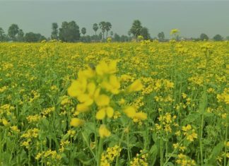 ऐसी हरियाली फिल्मों में दिखेगी, नही तो गांव में मिलेगी