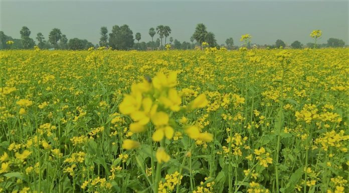 ऐसी हरियाली फिल्मों में दिखेगी, नही तो गांव में मिलेगी