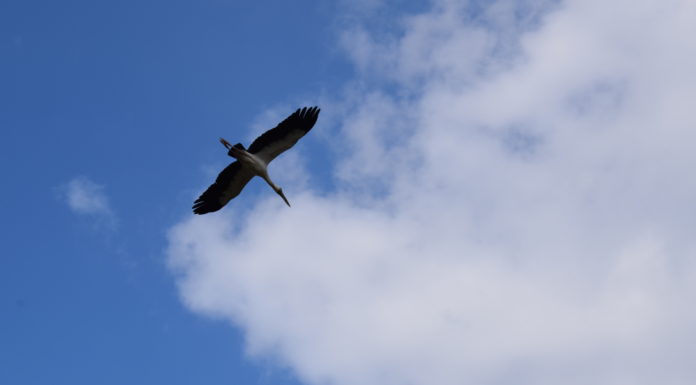 साइबेरियन – हर साल आते हैं ये मेहमान