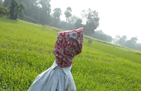 खेतों में लगे फसलों को चारा बना रही दर्जनों नीलगाय