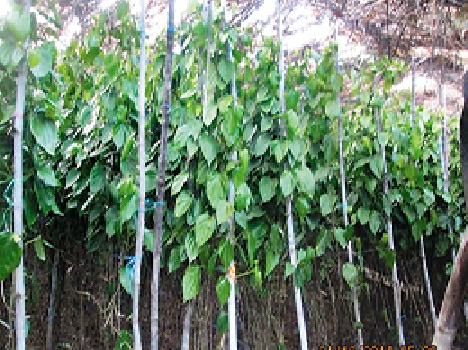 किसानों ने की क्षतिपूर्ति की मांग, सीएम को लिखी चिठ्ठी,ठंड ने लगाई लाली वाली हरियाली में आग