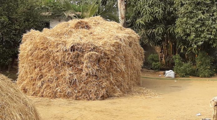 धान क्रय केंद्र खुलने में देर के कारण औने पौने दाम में धान बेचने को मजबूर हैं किसान