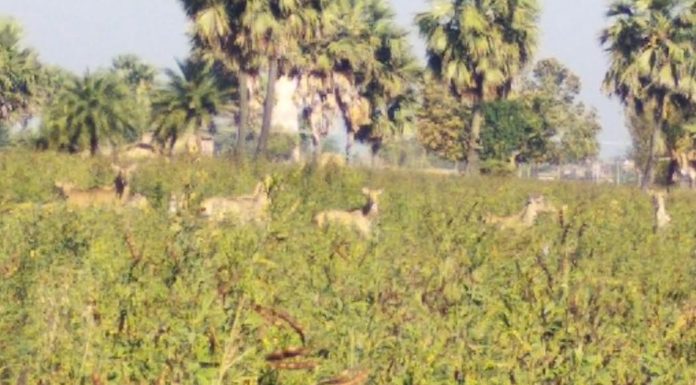 नीलगाय के आतंक से किसान परेशान