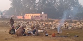पारंपरिक रोजगार से विमुख हो रहे गड़ेरिये