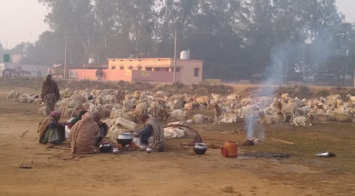 पारंपरिक रोजगार से विमुख हो रहे गड़ेरिये