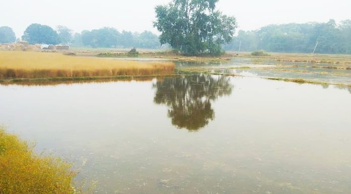 पंचानने नदी का पानी अचानक खेतों तक आ जाने से फसल डूबा
