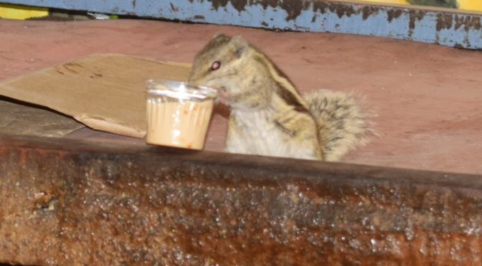 ठंड में चाय की चुस्की कलेक्ट्रेट के पास गिलहरी ने पी चाय