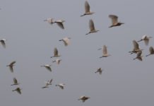 बदलते मौसम में देखिए पक्षी का मनमोहक कलरव