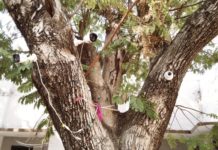 इंटर परीक्षा-नकलचियों पर नज़र रखने के लिए केंद्र के बाहर पेड़ों पर लगाए गए सीसीटीवी कैमरे, अंदर होगी वीडियोग्राफी