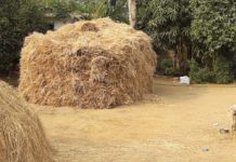 धान क्रय केंद्र खुलने में देर के कारण औने पौने दाम में धान बेचने को मजबूर हैं किसान