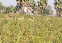 नीलगाय के आतंक से किसान परेशान