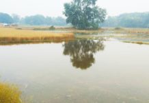 पंचानने नदी का पानी अचानक खेतों तक आ जाने से फसल डूबा